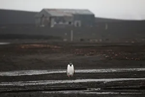 Climatechange Prints: The Wider Image: Journey to Antarctica: seals, penguins and glacial beauty