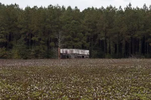 Cotton Prints: The Wider Image: The Legacy of King Cotton in the American South