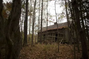 Cotton Prints: The Wider Image: The Legacy of King Cotton in the American South
