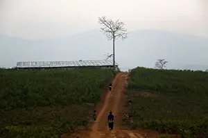 Myanmar Prints: The Wider Image: Myanmar hills embrace silkworms over poppies