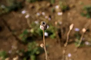 Myanmar Prints: The Wider Image: Myanmar hills embrace silkworms over poppies