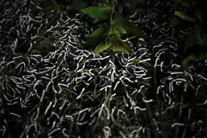 Myanmar Prints: The Wider Image: Myanmar hills embrace silkworms over poppies
