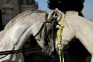 Prints of Two white horses seen head-to-head in the East Jerusalem neighbourhood of Beit Hanina, November 10, 2017. REUTERS/Ammar Awad SEARCH AWAD HORSES FOR THIS STORY. SEARCH WIDER IMAGE FOR ALL STORIES Israel Prints: The Wider Image: Palestinians in East Jerusalem cherish their horses