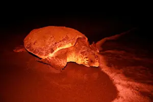 The Wider Image: Saving Turkeys turtles from builders and boats