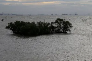 : The Wider Image: Sinking shoreline threatens millions in Indonesia