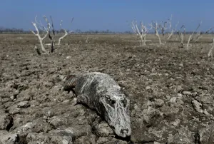 Images Dated 2016 November: The Wider Image: A slow death along the Pilcomayo River