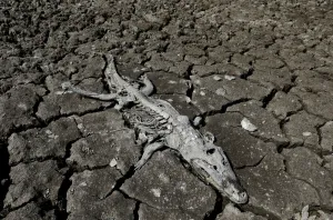 Images Dated 2016 November: The Wider Image: A slow death along the Pilcomayo River