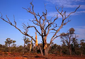 The Wider Image: Stonehenge: Australias forgotten farmers