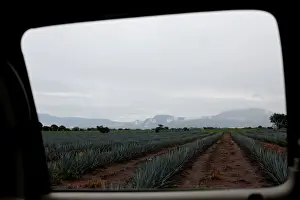 The Wider Image: Tequila boom rooted in traditional farming techniques
