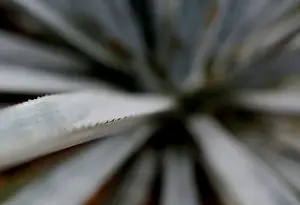 Mexico Prints: The Wider Image: Tequila boom rooted in traditional farming techniques