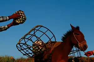 Mexico Prints: The Wider Image: Tequila boom rooted in traditional farming techniques