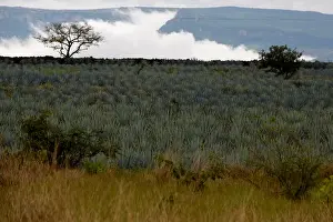 Mexico Prints: The Wider Image: Tequila boom rooted in traditional farming techniques