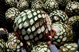 Mexico Prints: The Wider Image: Tequila boom rooted in traditional farming techniques