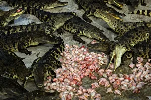 Thailand Prints: The Wider Image: Thailands crocodile farms