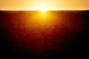 Prints of The sun rises over dried up lake Pamamaroo, outside of Menindee, Australia, September 2, 2019 Australia Prints: The Wider Image: Thirst turns to anger as Australias mighty river runs dry