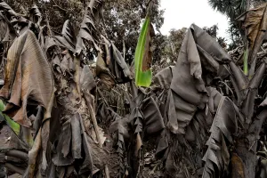Guatemala Prints: The Wider Image: In volcanos wake, Guatemalan town became a cemetery