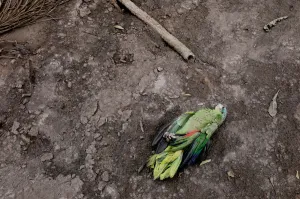 Guatemala Prints: The Wider Image: In volcanos wake, Guatemalan town became a cemetery