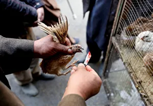 Afghanistan Prints: The Wider Image: Wings of joy: Kabuls bird market