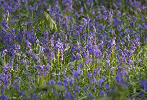 Wild bluebells cover the forest floor in the Hallerbos near Halle