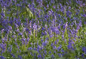 Belgium Prints: Wild bluebells cover the forest floor in the Hallerbos near Halle