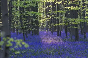 Belgium Prints: Wild Bluebells form a carpet in the Hallerbos also known as The Blue Forest near