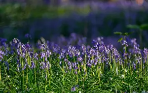 Belgium Prints: Wild bluebells form a carpet in the Hallerbos near the Belgian city of Halle