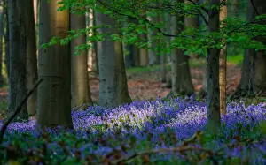 Belgium Prints: Wild bluebells form a carpet in the Hallerbos near the Belgian city of Halle