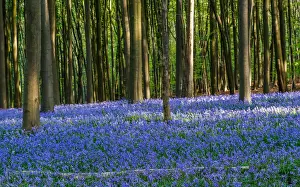 Belgium Prints: Wild bluebells form a carpet in the Hallerbos near the Belgian city of Halle