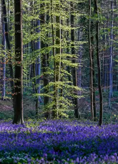Belgium Prints: Wild bluebells form a carpet in the Hallerbos near the Belgian city of Halle