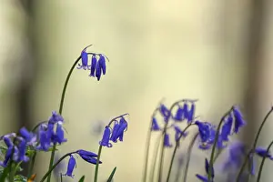 Belgium Prints: Wild bluebells form a carpet in the Hallerbos near the Belgian city of Halle