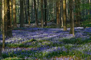 Belgium Prints: Wild bluebells form a carpet in the Hallerbos near the Belgian city of Halle