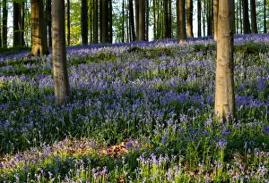 Belgium Prints: Wild bluebells form a carpet in the Hallerbos near the Belgian city of Halle