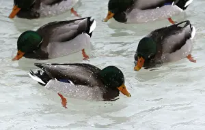 Prints of Wild ducks swim in the icy waters of the Yenisei River outside Krasnoyarsk, Russia January 15, 2018. REUTERS/Ilya Naymushin Russia Prints: Wild ducks swim in icy waters of the Yenisei River outside Krasnoyarsk