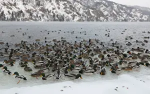 Animal Prints: Wild ducks swim in the icy waters of the Yenisei River outside Krasnoyarsk