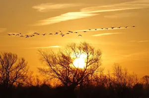 Wild fowl fly at sunrise in Quorn