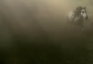 Animal Prints: A wild horse runs before being rounded up during the Rapa Das Bestas traditional