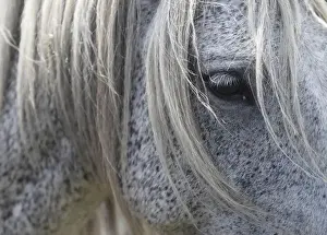 Animal Prints: A wild horse is seen during the Rapa das Bestas traditional event in the Spanish
