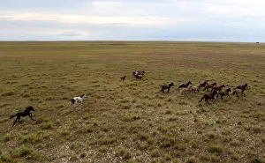 Wild horses gallop in a plowed area of Amajari in the Amazon city of Boa Vista in Wild horses gallop in a plowed area of Amajari in the Amazon city of Boa Vista in