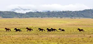 Latin America Prints: Wild horses gallop in a plowed area of Amajari in the Amazon city of Boa Vista in