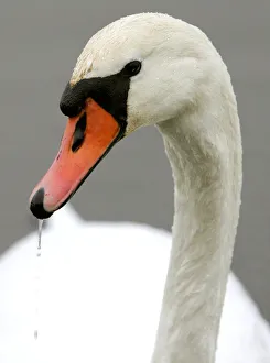 Animal Prints: Wild swans swim in a lake at the outskirts of Minsk