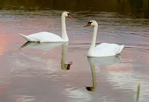 Belarus Prints: Wild swans swim in a lake at the outskirts of Minsk