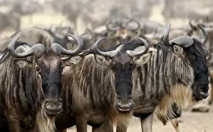Africa Prints: Wildebeests prepare to cross the Mara river during a migration in the Masaai Mara