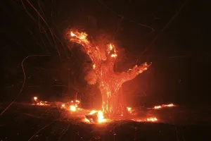 Wildfire Prints: Wind-blown embers fly from an ancient oak tree that burned in the Silver Fire near
