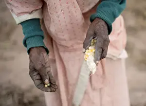 Food Prints: A woman plants maize in a communal vegetable garden in KwaNdengezi