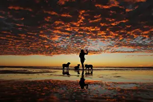 Dailylife Prints: A woman plays with her three dogs at the beach after sun set in Del Mar, California
