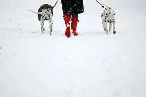 A woman walks her Dalmatians through a snow-covered Richmond Park