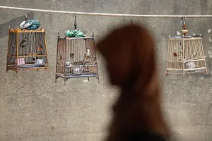 Thailand Prints: A woman walks past birdcages after she crossed the border from Malaysia into Thailand in