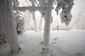 A woman walks past trees covered with heavy hoarfrost and snow on the bank of the Yenisei