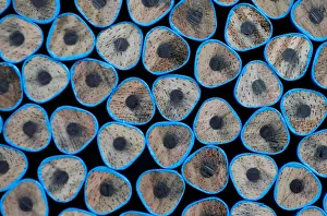 Wood-cased pencils are pictured during their production at Faber-Castell manufacturer in