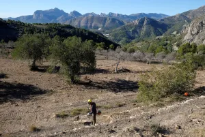 A worker clears a field of cut down almond trees in a quarantine area around a tree A worker clears a field of cut down almond trees in a quarantine area around a tree